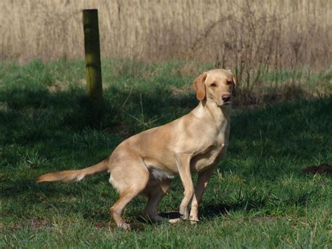 Han har lavet flere vellykket parringer og det første kuld hvalpe er kommet til verden. 'Formel 1' Labrador - hvad er det?