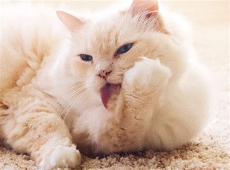 Each manufacturer was contacted by pet nutrition alliance and asked three questions Pet Food & Nutrition - Global Alliance of Pet Food ...