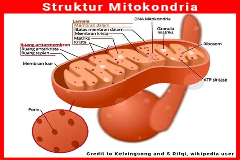 Mitokondria merupakan organel tempat berjalannya fungsi respirasi atau pernapasan sel makhluk hidup. Jawaban Fungsi Mitokondria dan Struktur: Sel Hewan dan ...