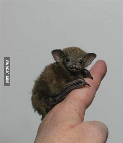 Bumblebee bats are mostly found in thailand & myanmar but have been. Bumblebee Bat - 9GAG