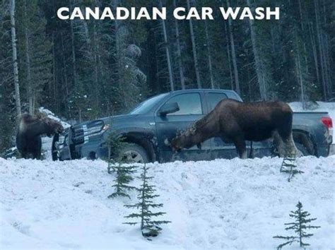 Happy Canada Day Buddy! Funny Pictures +30 Pics | Canada memes, Happy canada day, Canada funny