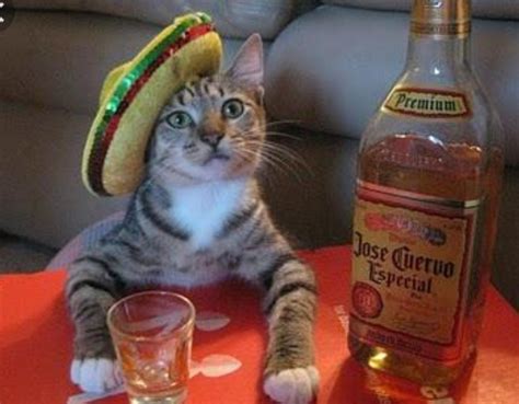 It wouldn't be until 16th century a.d., however, that the. It's #CincoDeMayo! 🙂 http://pic.twitter.com/hqB9JW3BC4 ...