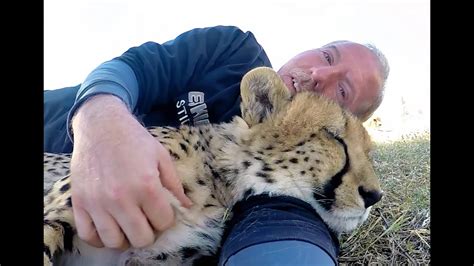 Itchy Scratchy Cheetahs | Big Cats Get Itch Relief Using ...