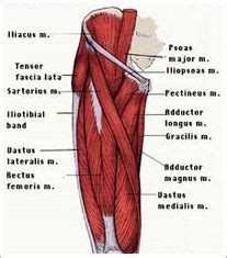 The muscles in the medial compartment of the thigh are collectively known as the hip adductors. 68 best 2016 Spring TLC Galveston - Neuro Rotation images ...