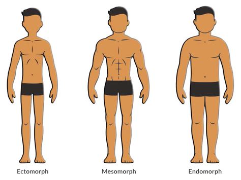 Are you an ectomorph, mesomorph, or endomorph body type? Your Body Type And Metabolism - How it influence the way ...