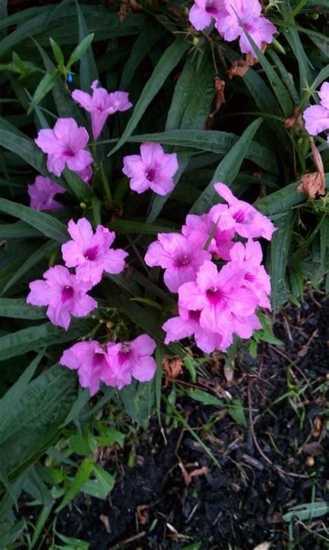 Check spelling or type a new query. Entire plant photo of Dwarf Mexican Petunia (Ruellia ...