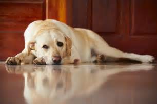 Stomach cancer in dogs is more commonly found in males as well as certain breeds of dog. Why is my dog vomiting and shaking?