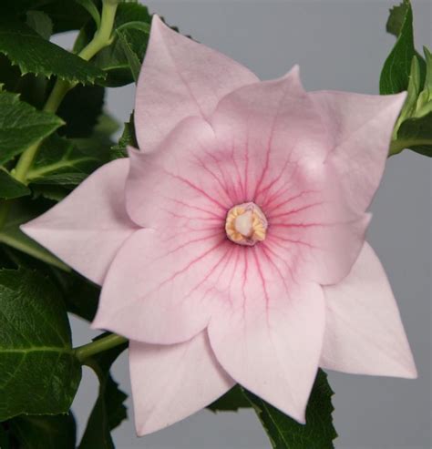We did not find results for: Balloon Flower Seeds Platycodon Astra 100 Bulk Seeds ...