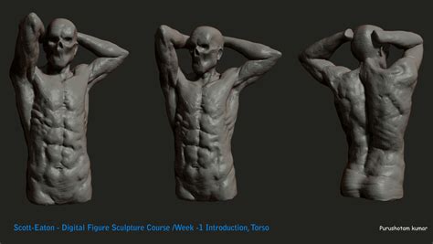 The female torso, usually having more subcutaneous tissue, is softer in appearance, with an overall shape similar to that of a violin. Male Upper Torso Anatomy - ArtStation - Male Torso Anatomy ...