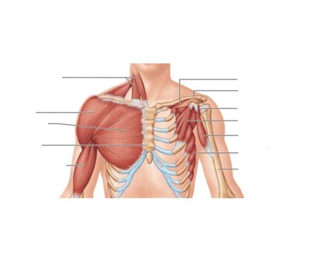 Muscles of the hip, thigh, and leg. neck and chest muscles