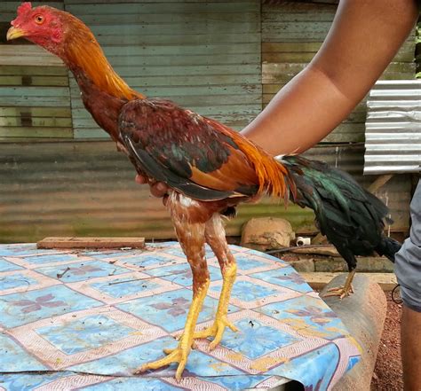 Suhu reban perlu sekitar 90°f (32°c) di hari pertama pemeliharaan. Ayam sabung utara: LOCAL / ANAK REBAN 4 SALE