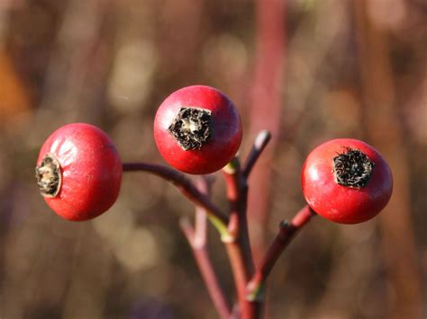 Check spelling or type a new query. Sandrose / Carolina-Rose / Wiesenrose - Rosa carolina ...