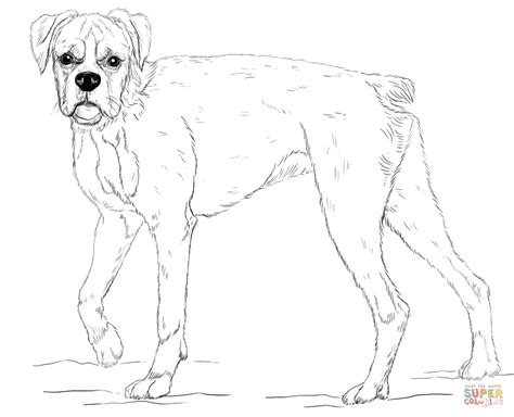 Boxer dog coloring pages are a fun way for kids of all ages to develop creativity, focus, motor skills and color recognition. Boxer Dog Drawing at GetDrawings | Free download