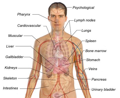 Also find what organs are on the left side of your body. then view the image with an image editor and mouse