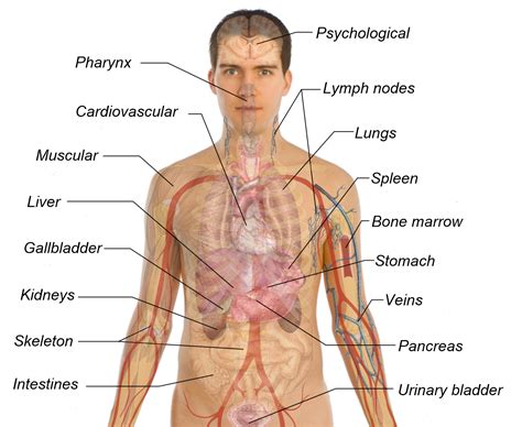 An organ is a collection of tissues that function in a particular manner. Human Body Organs Diagram