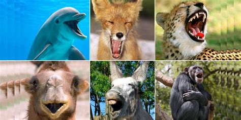 Quiz: What Laughing Animal Are You? - BestFunQuiz