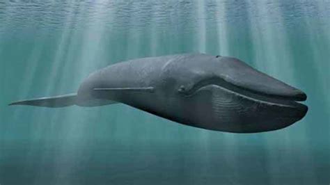 Maybe you would like to learn more about one of these? Jenis Ikan Paus Yang Menelan Nabi Yunus