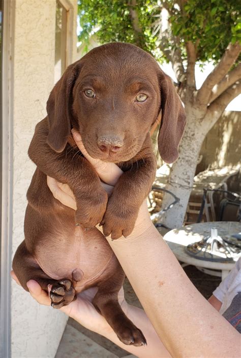 Dachshund puppies for sale your search returned the following puppies for sale. Dachshund Puppies For Sale | Phoenix Valley West, AZ #277630