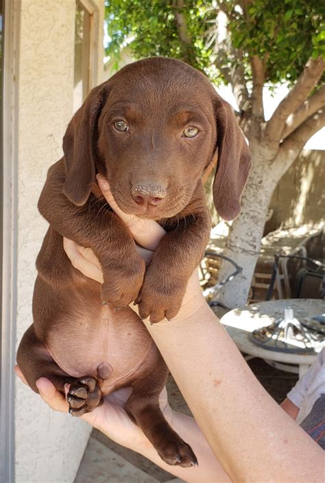 A litter akc registered dachshund puppies. Dachshund Puppies For Sale | Phoenix Valley West, AZ #277630