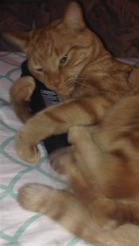 Are you a pet person? Lost, Missing Cat - Tabby - Woonsocket, RI, USA 02895 on ...