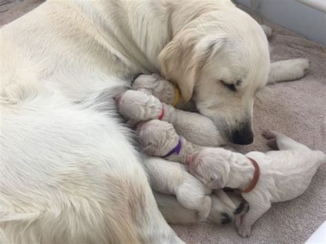 Find golden retriever puppies and breeders in your area and helpful golden retriever information. Golden Retriever puppy for sale in HOUSTON, TX. ADN-31147 ...