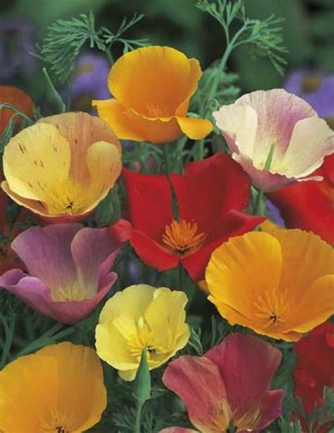 If you want to grow poppy in a tropical climate, try california poppy, keeping the plant in partial shade in summer. Californian Poppy Single Mixed | Flower seeds, Planting ...