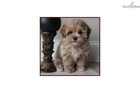 Puppies for sale from dog breeders near pennsylvania. Shichon puppy for sale near Pittsburgh, Pennsylvania ...