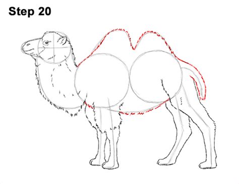 I made this drawing as easy as possible. How to Draw a Camel (Bactrian)