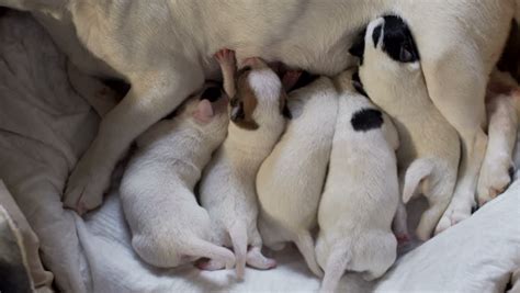 Just watch the newborn's little leg kick when he hits the spot. Funny Newborn Jack Russell Puppies - l2sanpiero
