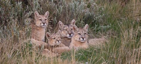 Die augen der katzen sind im verhältnis zum schädel relativ groß. Puma beobachten im N.P. Torres del Paine - Trekkingchile DE