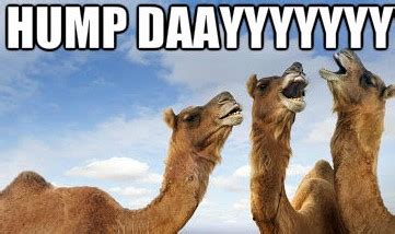 Happier than a camel on humpday what day. Happy Hump day