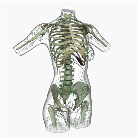 Maybe you would like to learn more about one of these? Female Torso Anatomy 3D Model