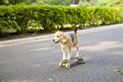 A singing dog who plays the piano! Japanese beagle internet hit Purin lands TV jobs | Daily ...