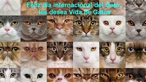 Era el gato del entonces presidente de los estados unidos, bill clinton. Día internacional del gato - YouTube