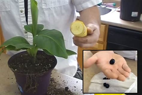 One of the most important steps for growing bananas from seeds is preparing the seedbefore it goes into the ground. Wow! You Can Grow a Banana Tree at Home from a Seed ...