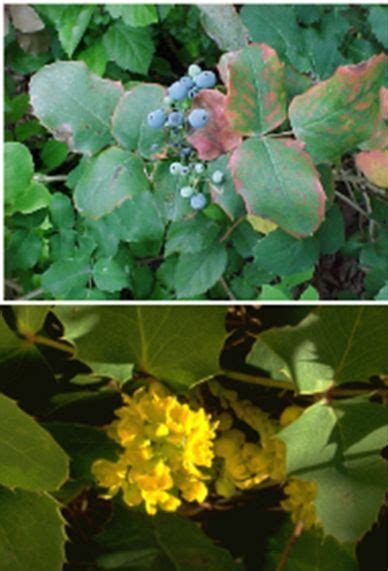 Fire effects information system, online. Oregon Creeping Grape | Broadleaf evergreen, Xeriscape ...