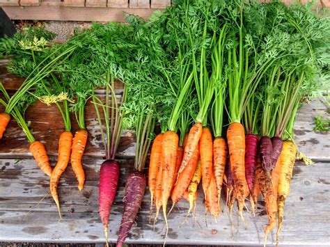 Sep 28, 2017 · according to the national pecan shellers association, adding a handful of pecan nuts in your diet helps decrease ldl i.e. How to Tell If Carrots are Bad? - Colbert On Demand