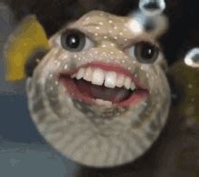 Facefucking, sitting face, deep throat swallow. Pufferfish GIFs | Tenor