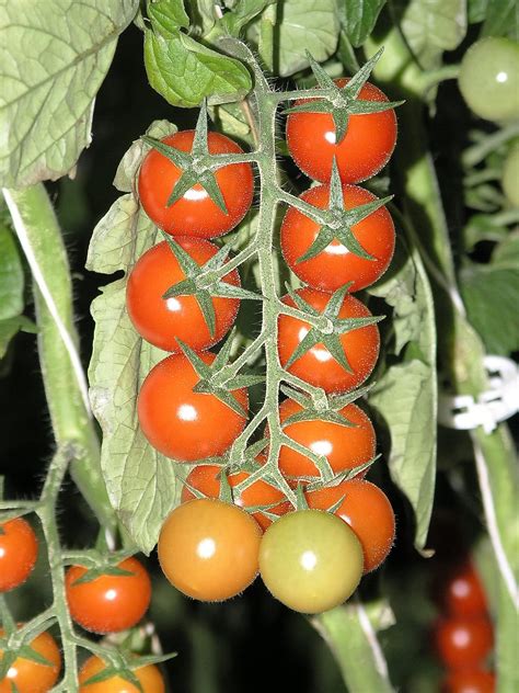 Vigorous, high yielding indeterminate vines. 100 Red SWEETIE CHERRY TOMATO Super Sweet 1 Lycopersicon ...