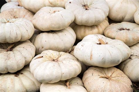 It has strong twining tendrils and produces flat, round fruits with a firm and savoury flesh. Types of Edible Pumpkins - Jessica Gavin