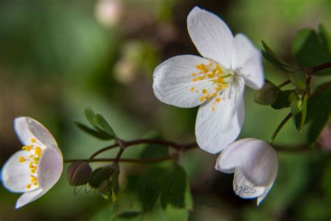 The resulting larvae feed on plant leaves. Early Spring | Early spring, Wild flowers, Flowers