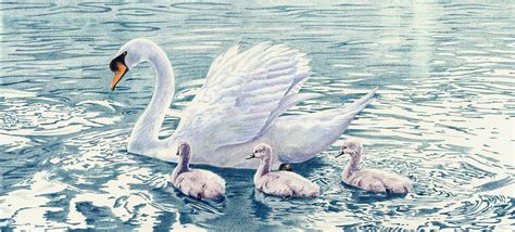 She exhibits her work worldwide, including the royal botanic. Swan Song Drawing by Bev Lewis