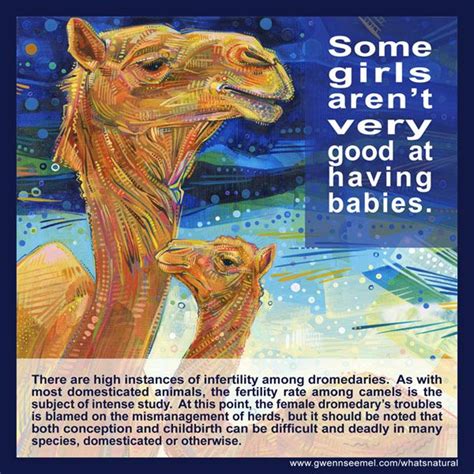Easy camel made from finest materials these easy camel are great for gifting and are available in small sizes for a nursery, as well as larger sizes ranging up to a few feet. Pin on f e m i n i s t