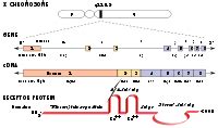 Även för de ärftliga autoinflammatoriska sjukdomarna de genetiska. Androgen insensitivity syndrome - Wikipedia