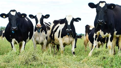 Cheese is consistently the major product stream, accounting for 39% of australia's milk production. Wattle Health and Organic Dairy Farmers of Australia ...
