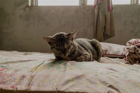 Most Googled Cat Training Questions Answered - Kittens ...