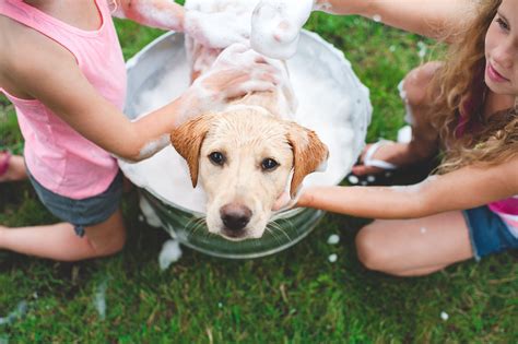 Or for cute boy dog names fit for a prince? Cute Pet Rock Names. How to Make a Pet Rock a Fun Part of ...