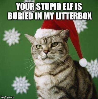 We did not find results for: Idea by Janie Hardy Grissom on CHRISTMAS Elf on a shelf | Christmas memes funny, Grumpy cat, Cats