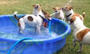 More girls chat with xhamsterlive girls now! Why You Must Have Jack Russells At Your Pool Party This ...