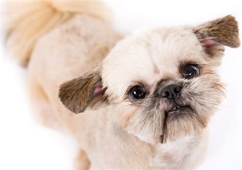 Check spelling or type a new query. Pekinas (Pekingese)